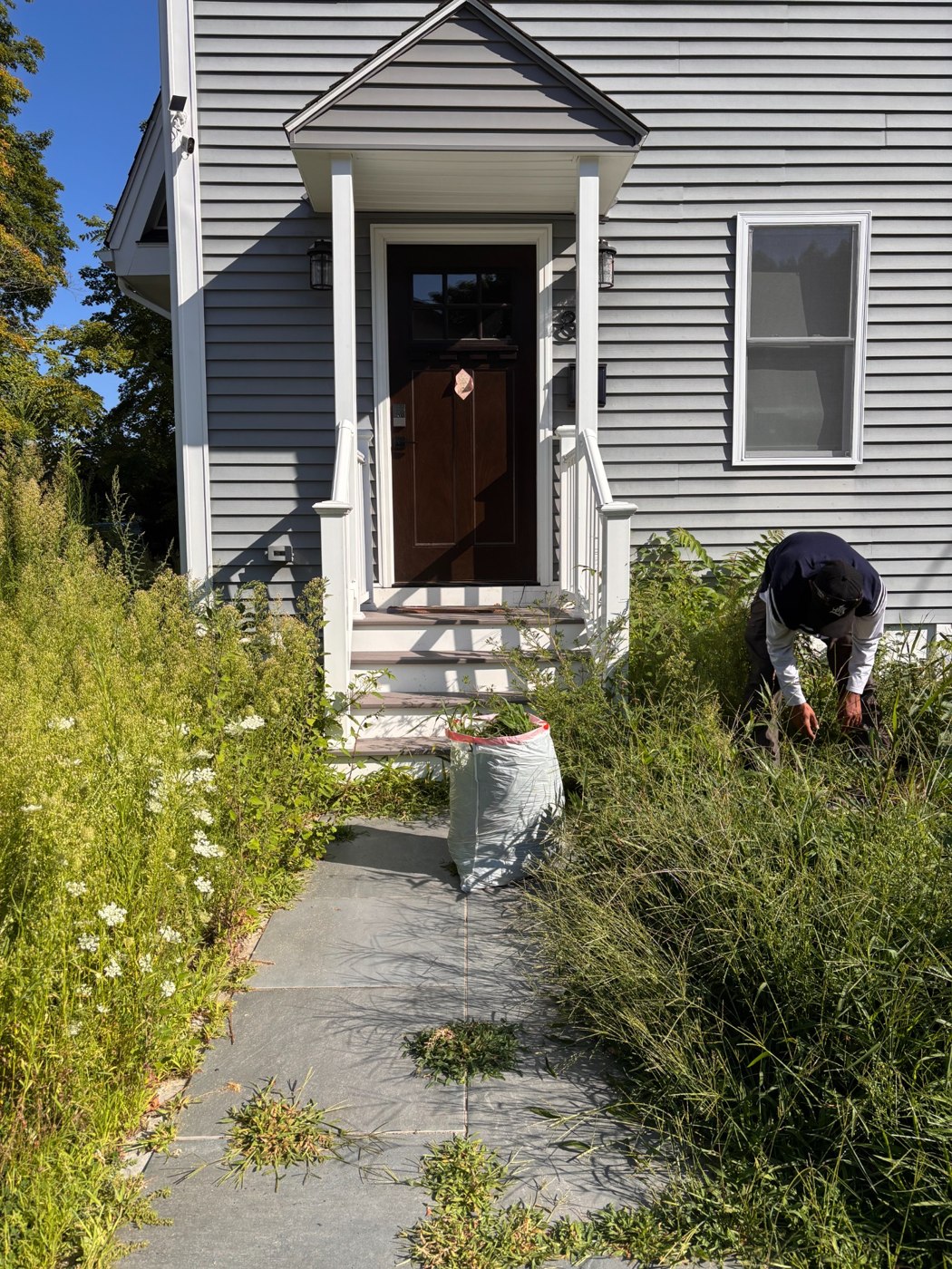Front yard cleanup before cleanup: dense weeds and overgrowth