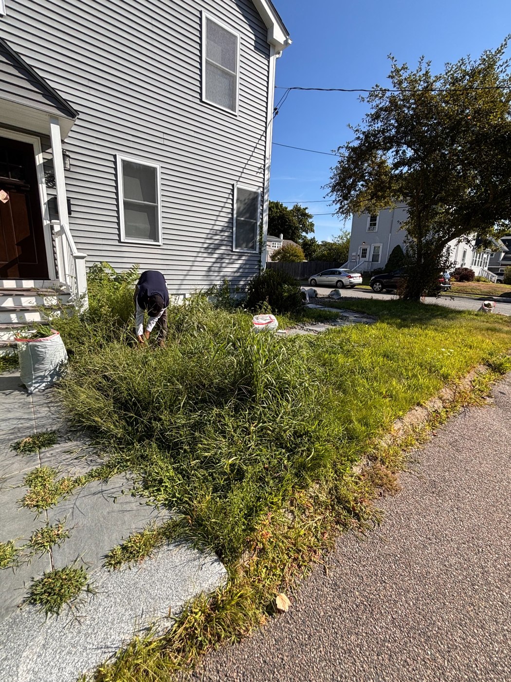 Yard and walkway cleanup before cleanup: dense weeds and overgrowth
